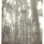 Jarrah forest in Western Australia