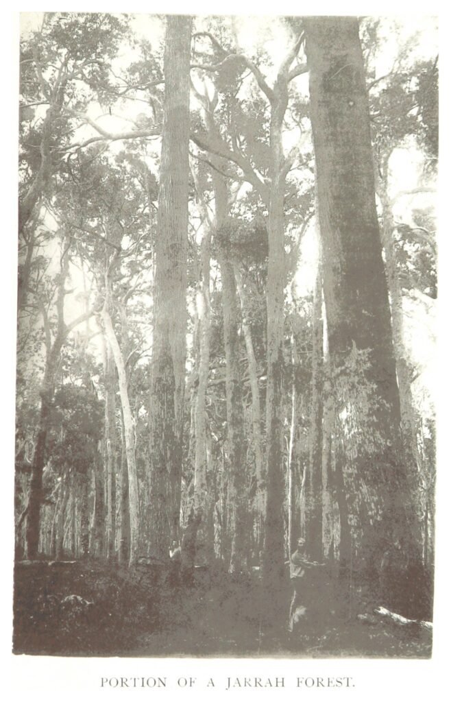 Jarrah forest in Western Australia